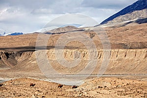 Camels at foot of Snow Mountain on Pamirs in Fall