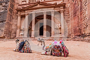 Camels in front of Al Khazneh temple (The Trasury) in the ancient city Petra, Jord