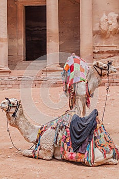 Camels in front of the Al Khazneh temple (The Treasury) in the ancient city Petra, Jord