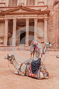 Camels in front of the Al Khazneh temple (The Treasury) in the ancient city Petra, Jord