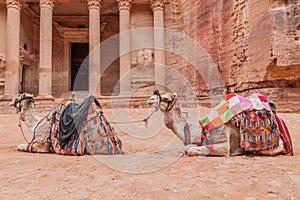 Camels in front of the Al Khazneh temple (The Treasury) in the ancient city Petra, Jord