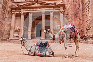 Camels in front of the Al Khazneh temple (The Treasury) in the ancient city Petra, Jord