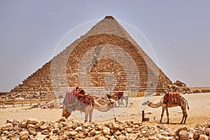Camels in front of the Pyramid of Menkaure
