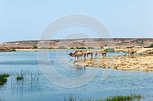 Camels in front of Sumhuram Castle, Khor Rori, Salalah, Dhofar, Sultanate of Oman