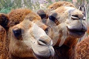 Camels in Fuerteventura island zoo