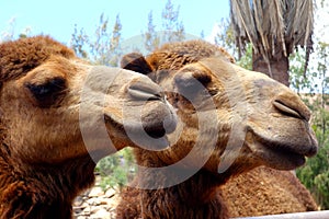 Camels in Fuerteventura island zoo