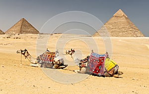 Camels in Giza Pyramid Complex, Cairo, Egypt