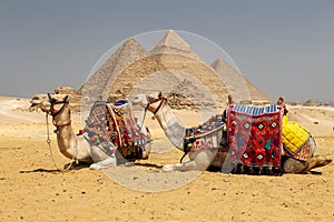 Camels in Giza Pyramid Complex, Cairo, Egypt