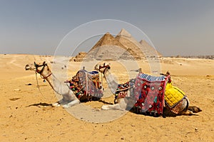 Camels in Giza Pyramid Complex, Cairo, Egypt