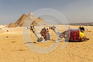 Camels in Giza Pyramid Complex, Cairo, Egypt