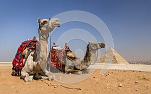 Camels of Gizeh, Egypt