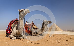 Camels of Gizeh, Egypt