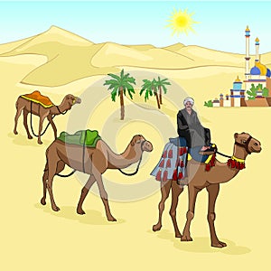 Camels go on desert sun. Cameleer sits on the hump.