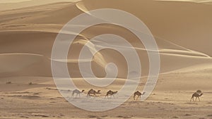 Camels go to pasture early in morning against background of sand dunes in Rub al Khali desert United Arab Emirates stock