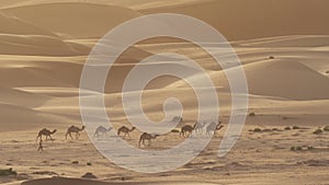 Camels go to pasture early in morning against background of sand dunes in Rub al Khali desert United Arab Emirates stock