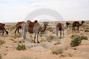 Camels in Gobi Desert photo