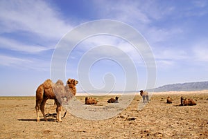 Camels in the Gobi Desert, Mongolia