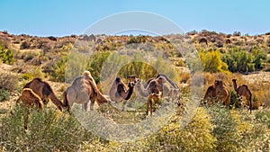 Camels graze in the Karakum desert. Turkmenistan.