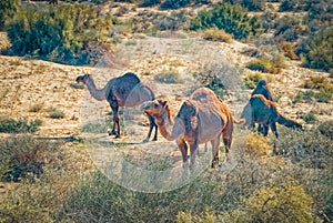 Camels graze in the Karakum desert. Turkmenistan.