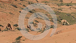 Camels Graze Vegetation Among Sand Dunes In The Dubai Desert