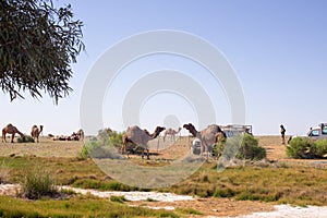 Camels grazing through the camp in the Australia Outback