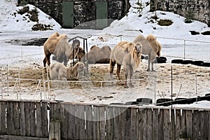 Camels grazing on hay at a snowy farm