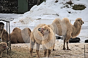 Camels grazing on hay at a snowy farm