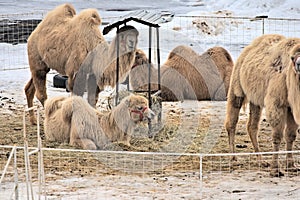 Camels grazing on hay at a snowy farm