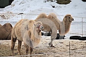 Camels grazing on hay at a snowy farm