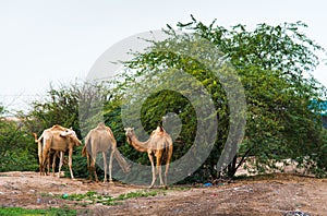 Camels grazing on plants in the desert