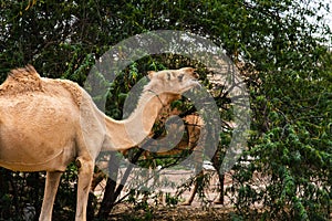 Camels grazing on plants in the desert