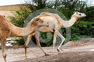 Camels grazing on plants in the desert