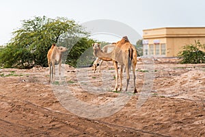 Camels grazing on plants in the desert city