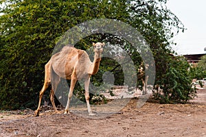 Camels grazing on plants in the desert city