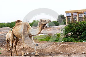 Camels grazing on plants in the desert city