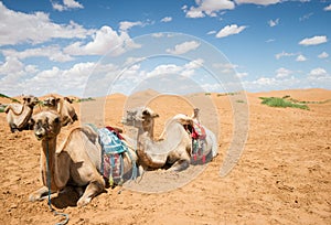 Camels have a rest in desert