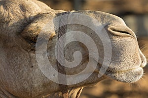 Camels head photo