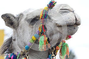 Camels head with colorful bridle