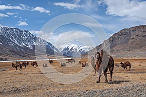 Camels herd graze steppe mountains spring