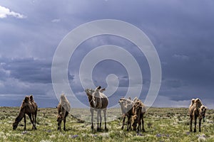 Camels Herd on Steppe Mongolia