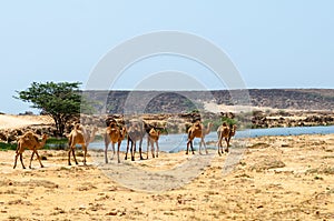 Camels in the highlands of Salalah, Dhofar, Oman photo