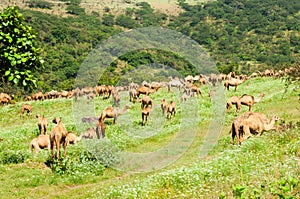 Camellos en tierras altas de, Omán 