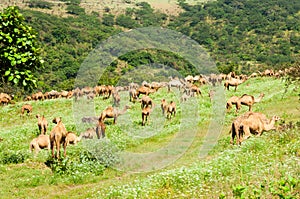 Camels in the highlands of Salalah, Dhofar, Oman photo