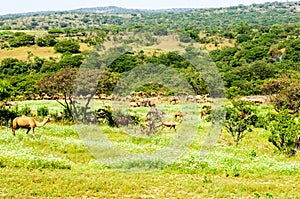 Camels in the highlands of Salalah, Dhofar, Oman photo