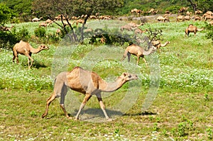 Camels in the highlands of Salalah, Dhofar, Oman photo