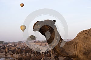 Camels with hot air balloons in Pushkar Camel fair