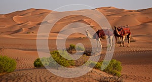Cammelli caldo deserto 