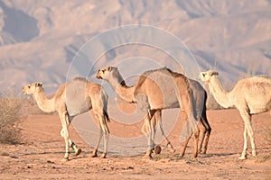 Camels in the Jordanian desert, looking for food.