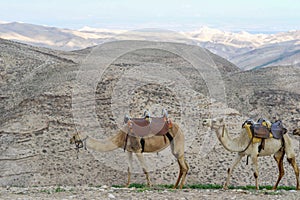 Camels in Judah desert photo