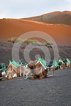 Camels in Lanzarote, tourist attraction